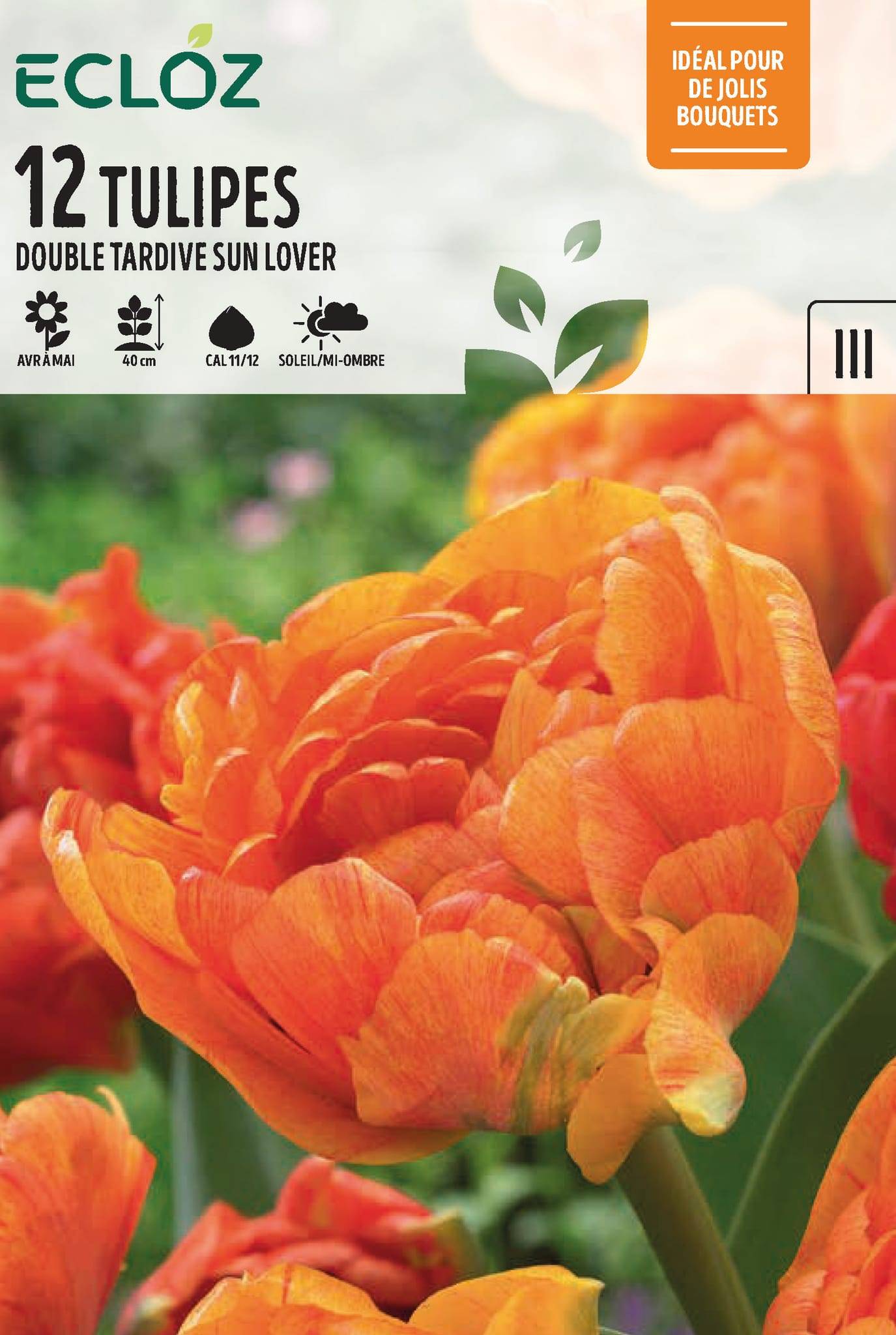 Ecloz - Tulipe Double Tardive Bulbes Sun Lover Cal 11/12 x12 – ECLOZ