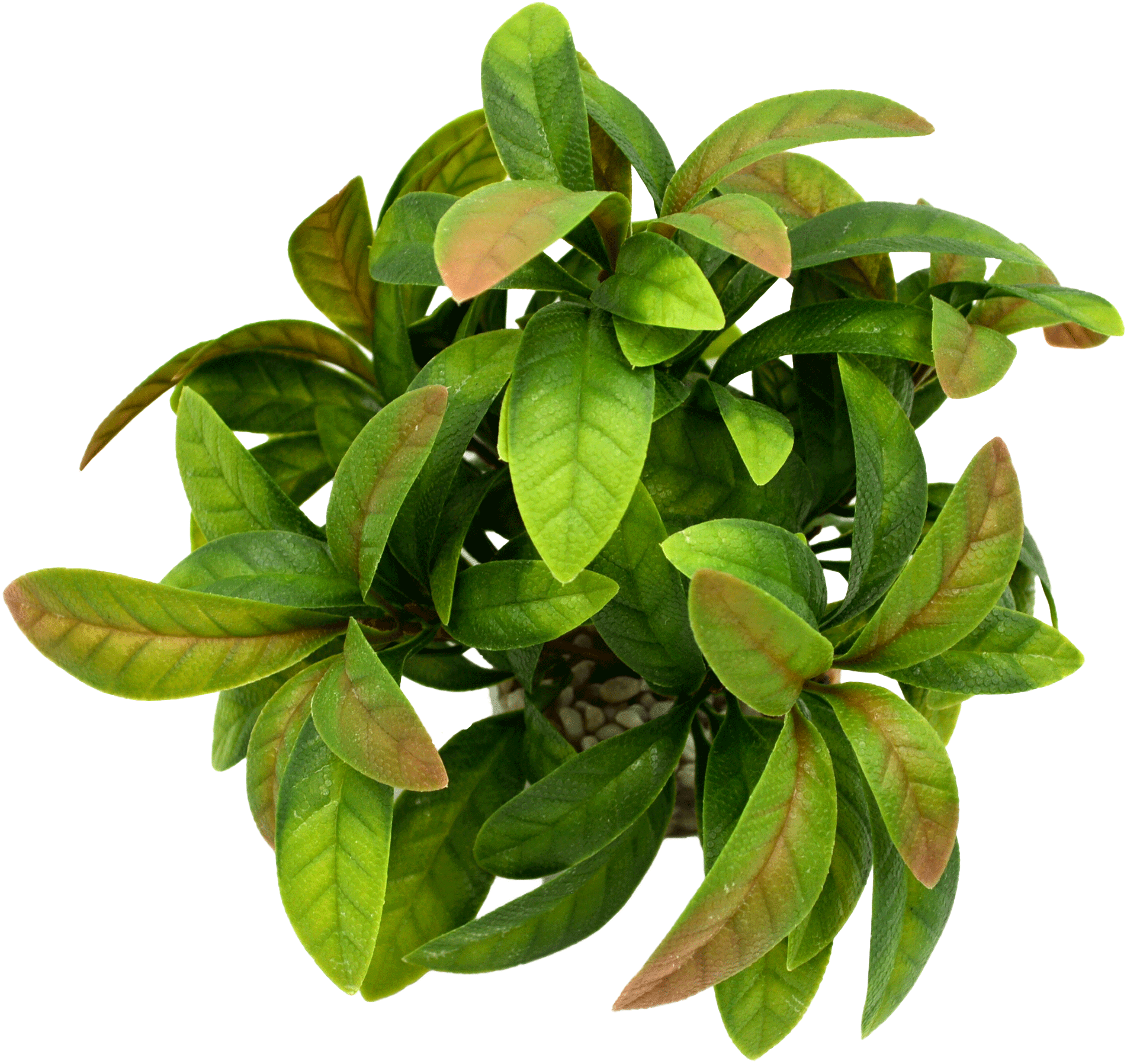 Labéo - Décor Anubias buisson artificiel - H.16 cm - Labéo