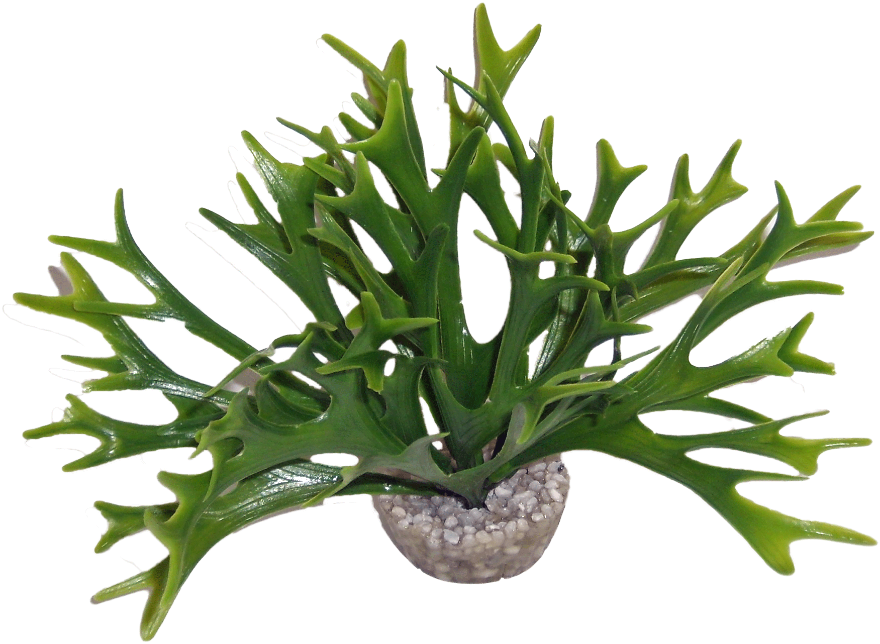 Labéo - Labéo - Décor artificiel Massif algue Vert - Ø.10 x H.12 cm