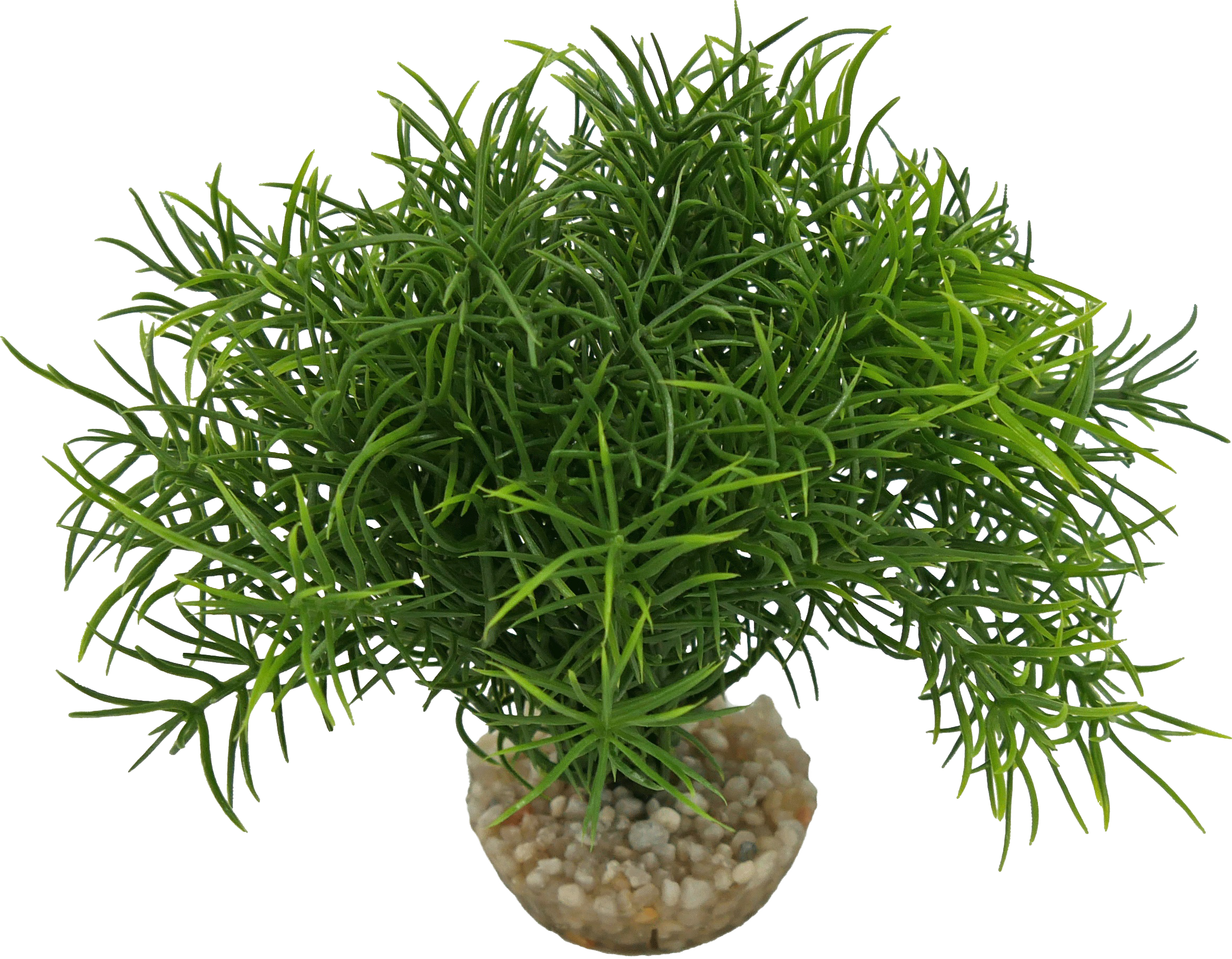 Labéo - Décor massif Sprengeri artificiel vert - H.10 cm - Labéo