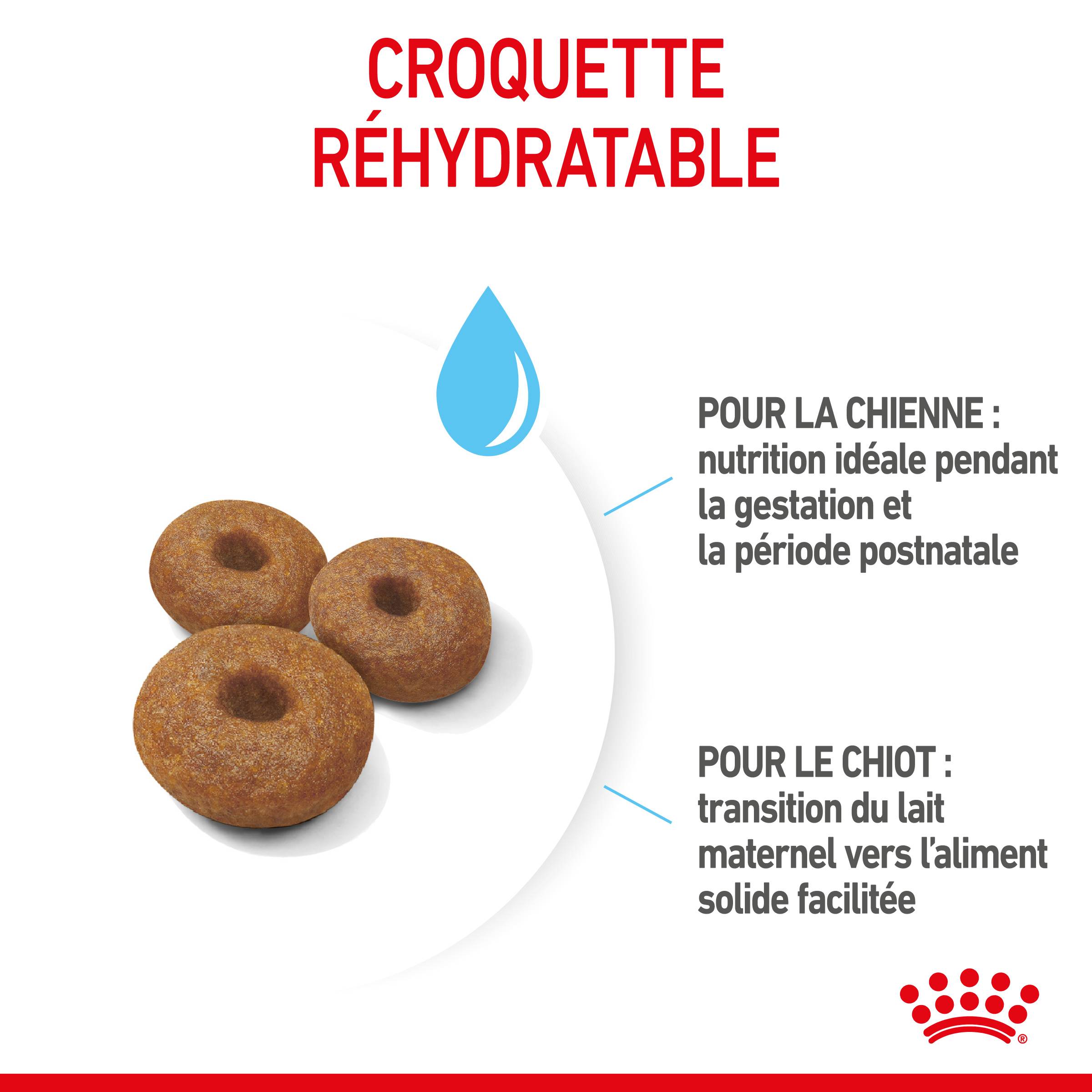 Royal Canin - Croquettes chien starter maxi chienne et chiot 15 kg – ROYAL CANIN - Image 3