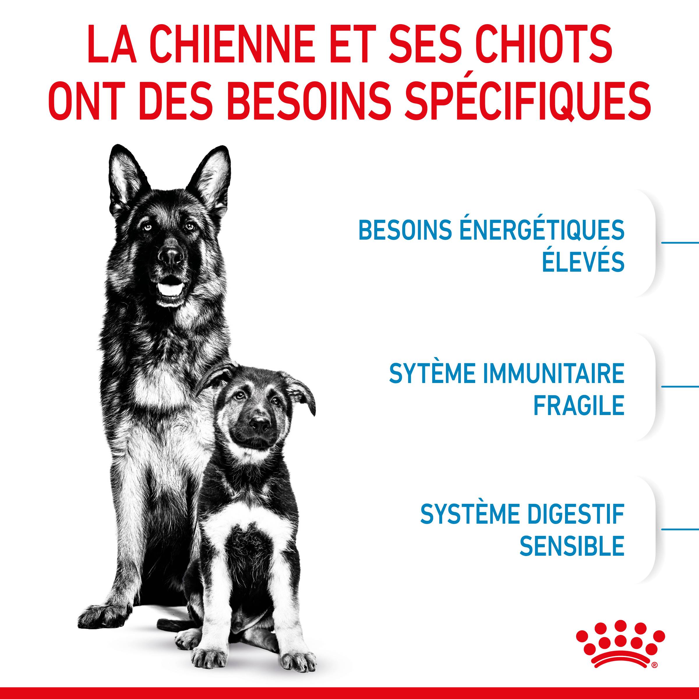 Royal Canin - Croquettes chien starter maxi chienne et chiot 15 kg – ROYAL CANIN - Image 5