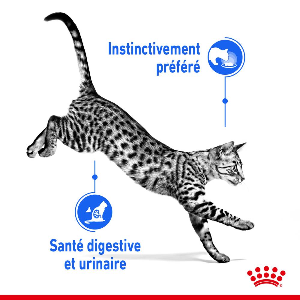 Royal Canin - Mousse chat Adulte intérieur stérilisé 12x85g – ROYAL CANIN - Image 9