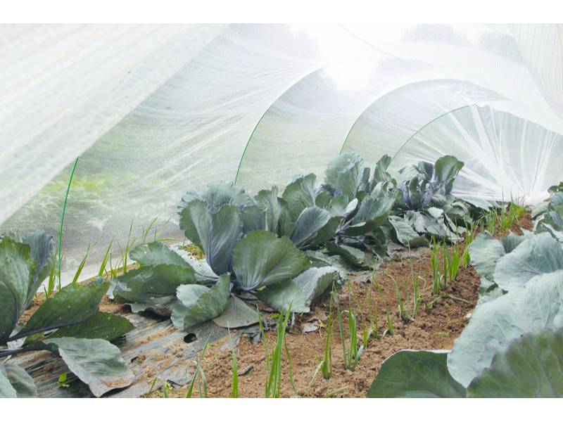 Nortène - PROTEC Filet thermique anti-insecte blanc 4x6m