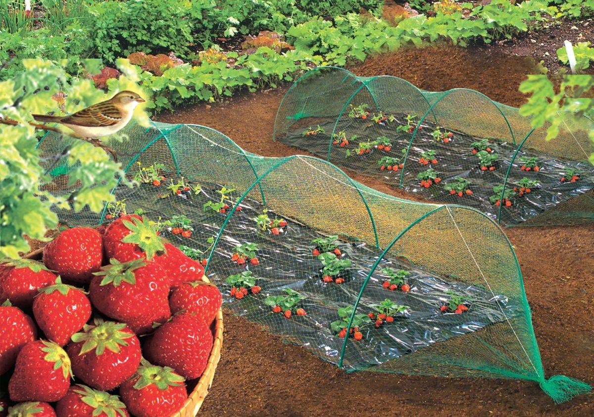 Nortène - BIRDNET  Filet de protection oiseaux PE vert 4x6m - Imagen 2
