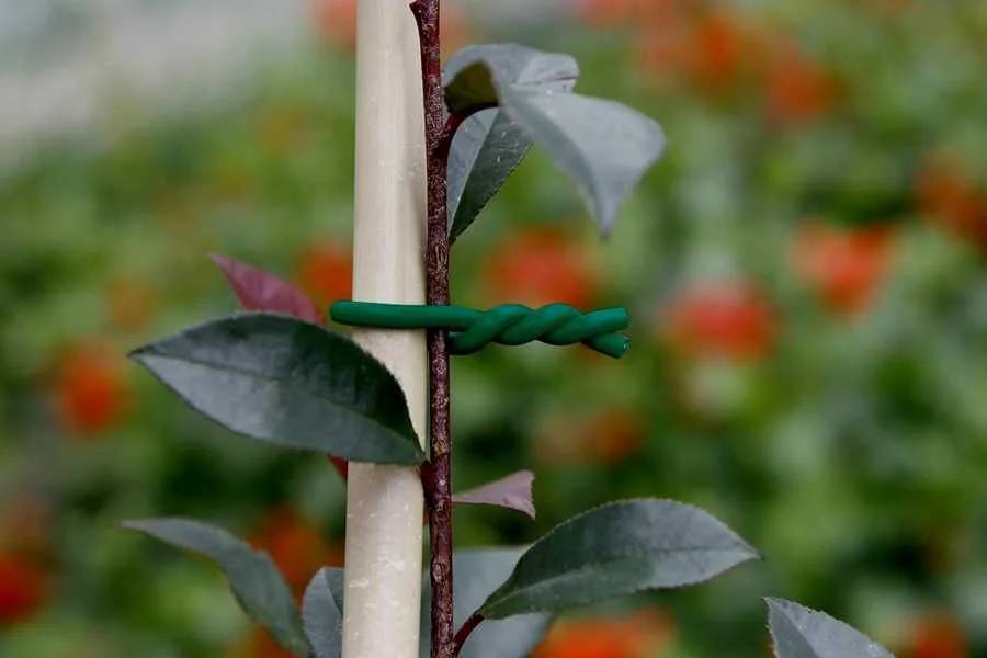 Nortène - Lien mousse pour plantes fragiles Ø 5 mm L 5 m - NORTENE - Image 6