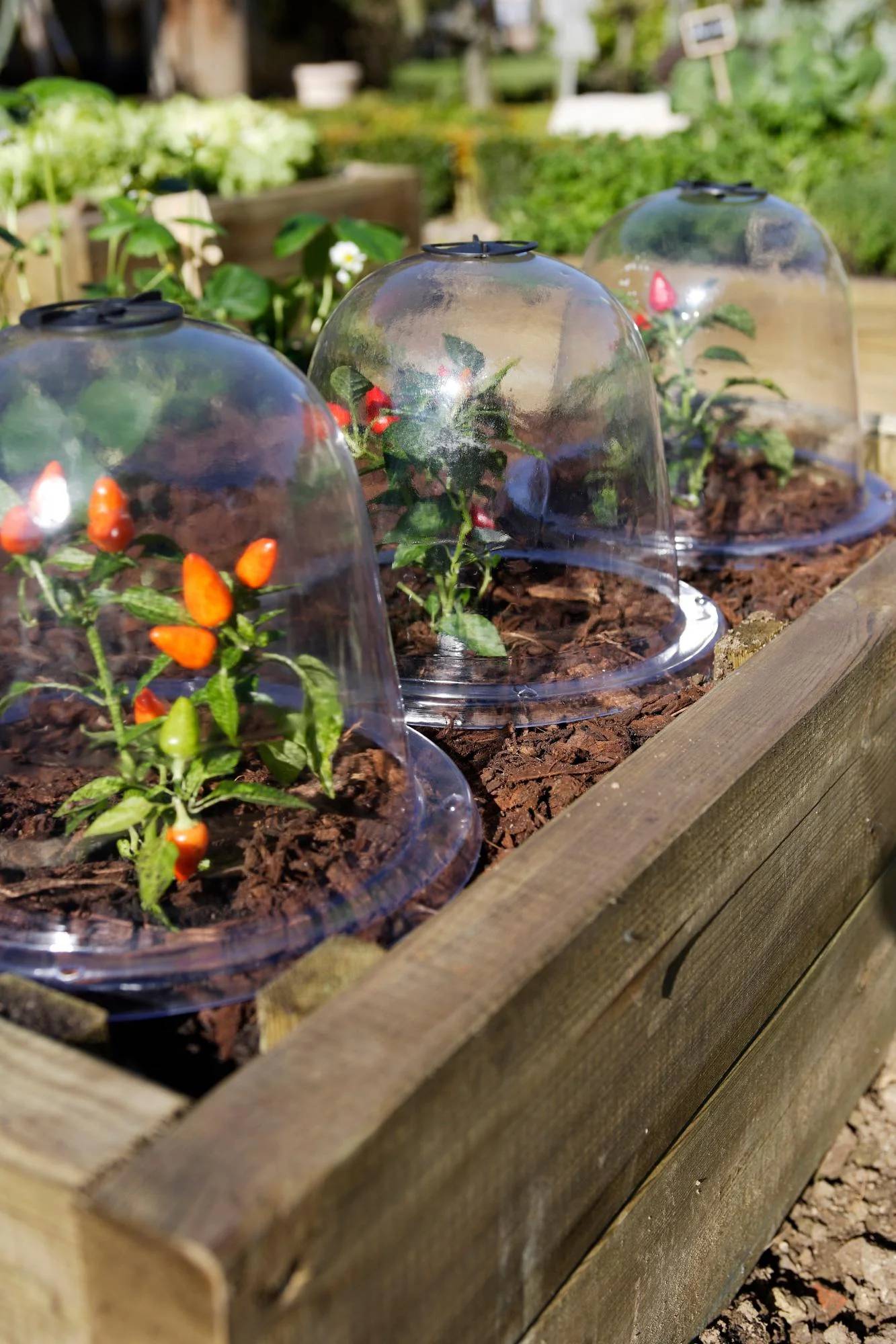Nortène - BELL Lot 3 cloches transparente PVC transparent Ø 0,25m - Imagen 4