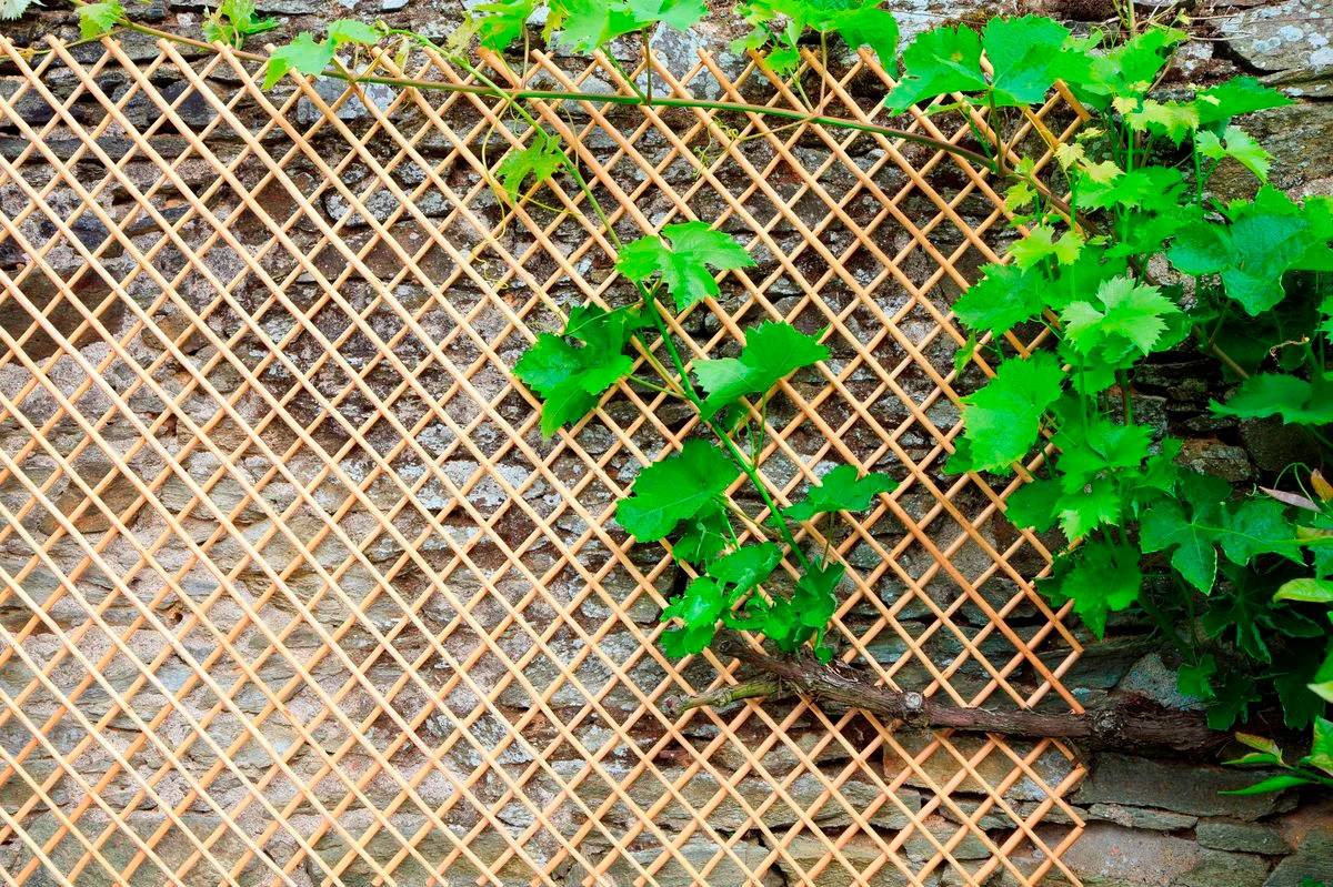 Nortène - WICK TRELLIS Treillis en osier naturel pelé 0,50x1,50m - Imagen 2