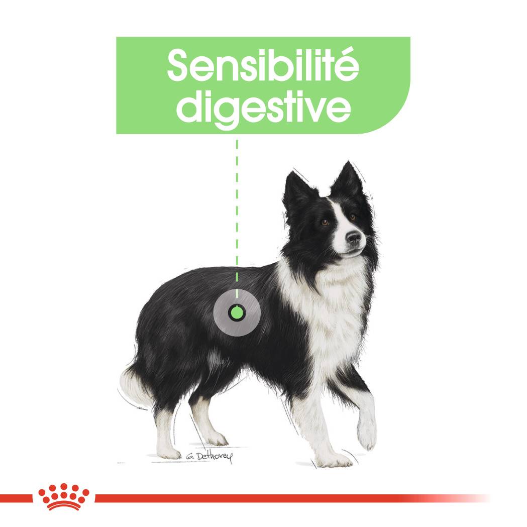 Royal Canin - Croquettes Medium Digestive Care - ROYAL CANIN - Image 6