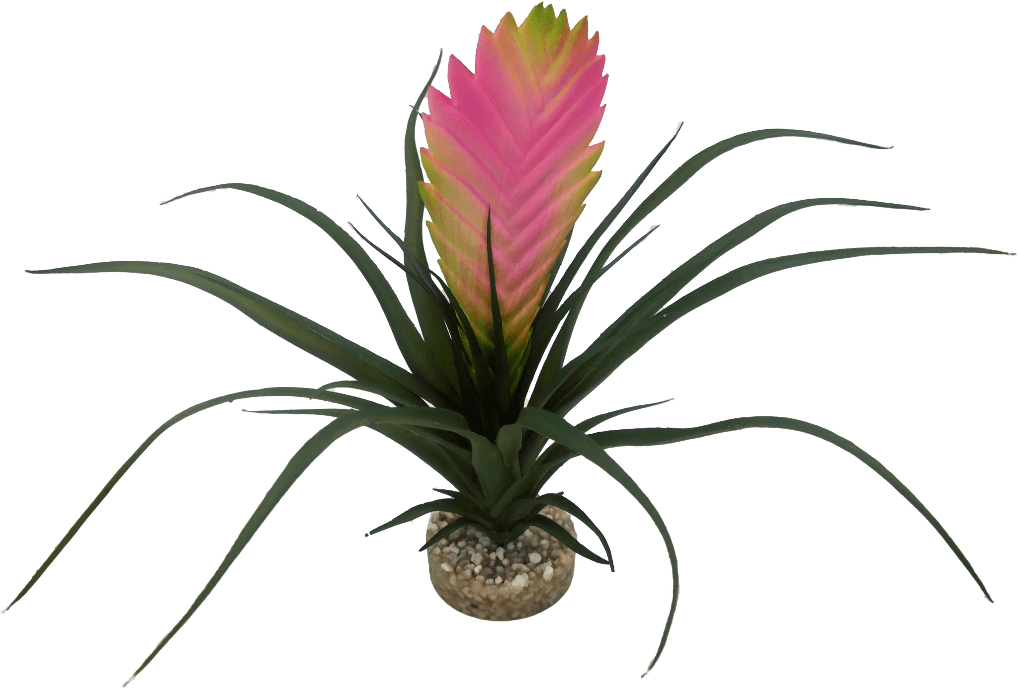 Labéo - Labeo - Décor Vriesia - Ø.30 x H.21 cm - Image 1