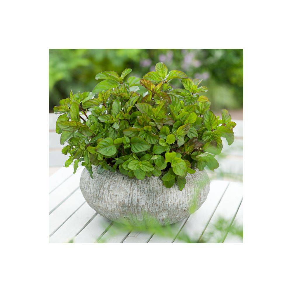 Menthe mojito - Prêt à consommer - Image 1