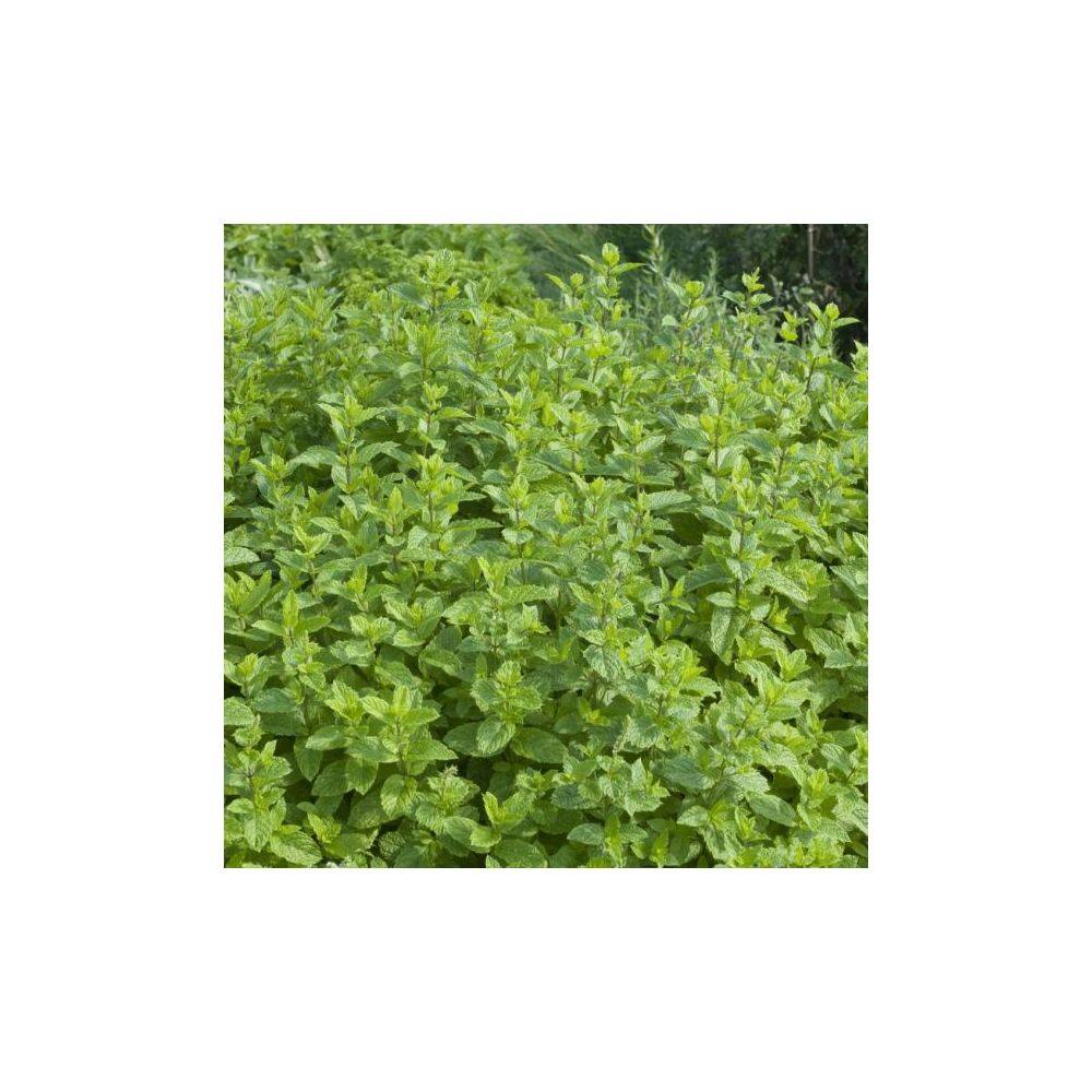 Menthe verte - Prêt à consommer - Image 3