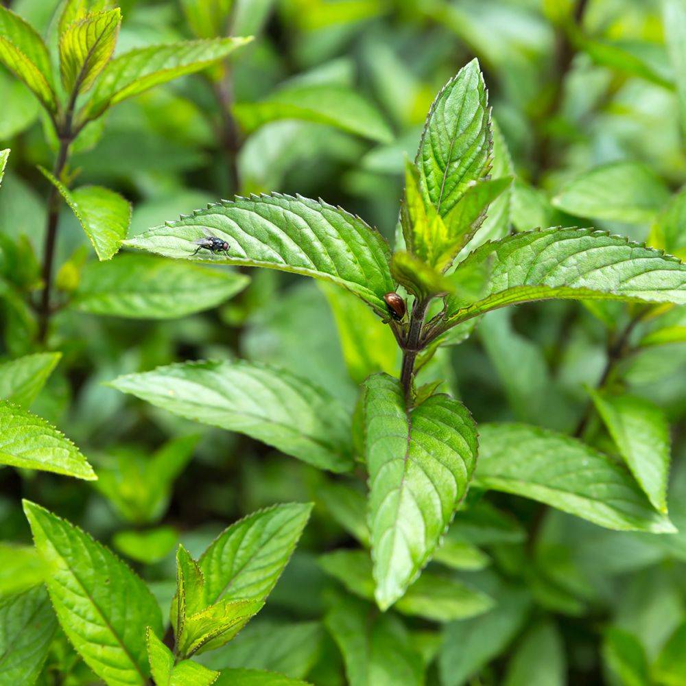 Menthe poivrée - Prêt à consommer - Image 5