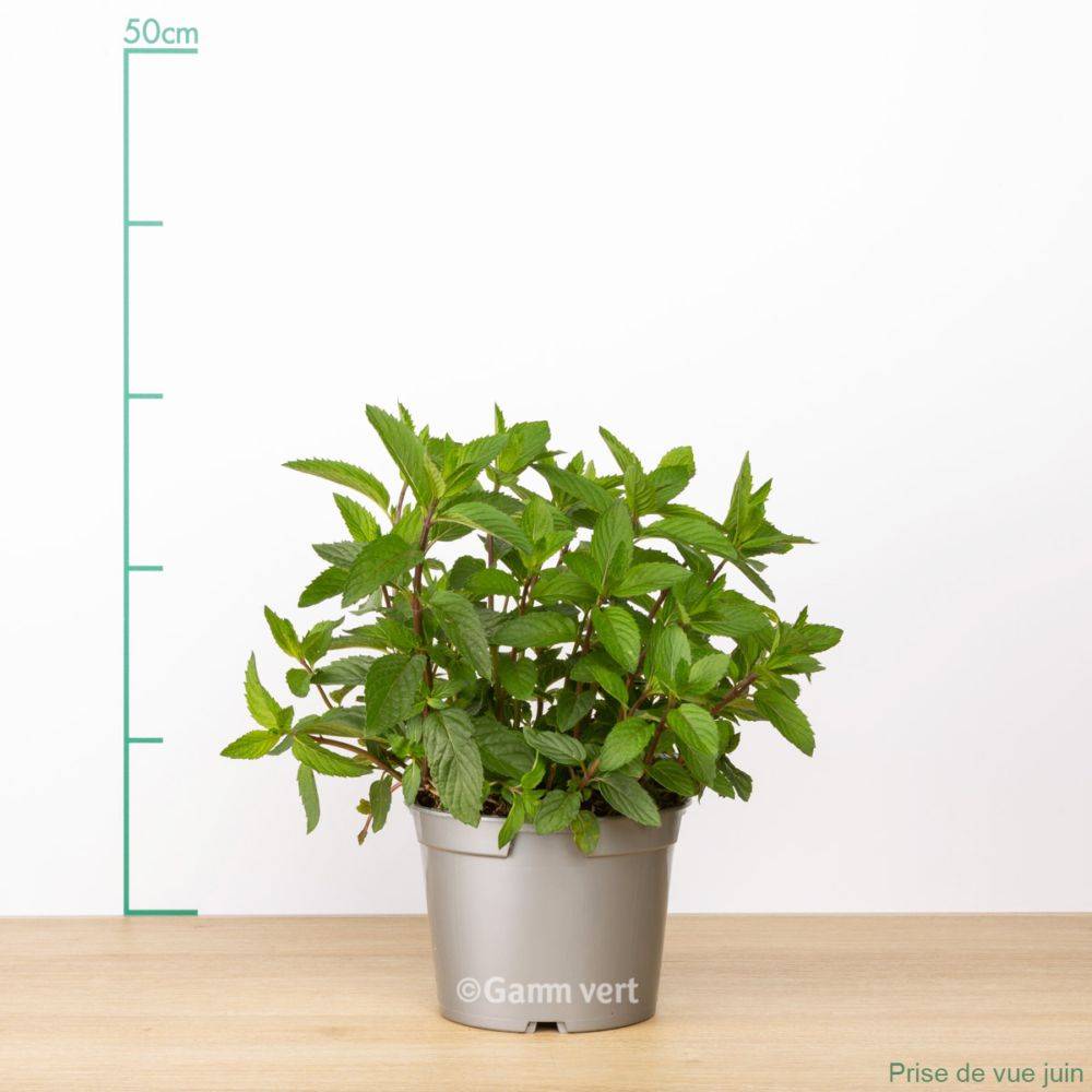 Menthe poivrée - Prêt à consommer - Image 6