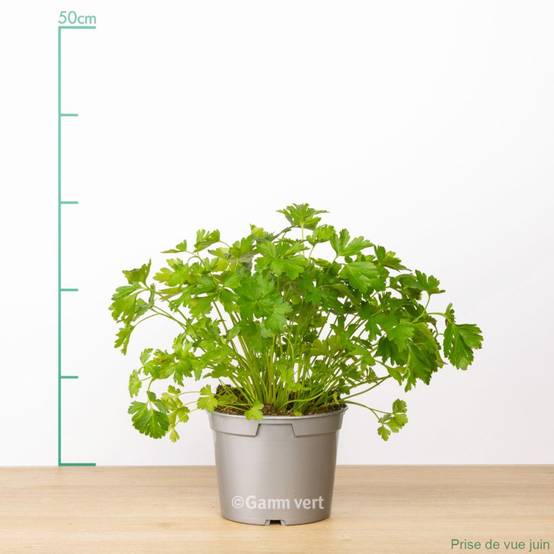Persil plat - Prêt à consommer - Image 7