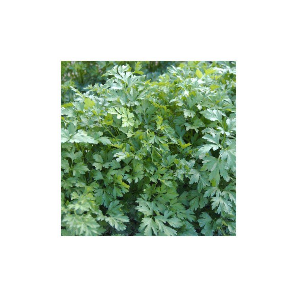 Persil plat - Prêt à consommer - Image 14