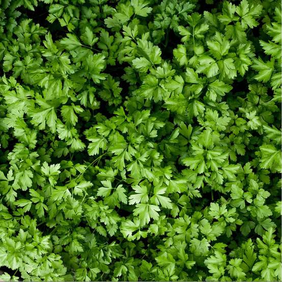 Persil plat - Prêt à consommer - Image 10