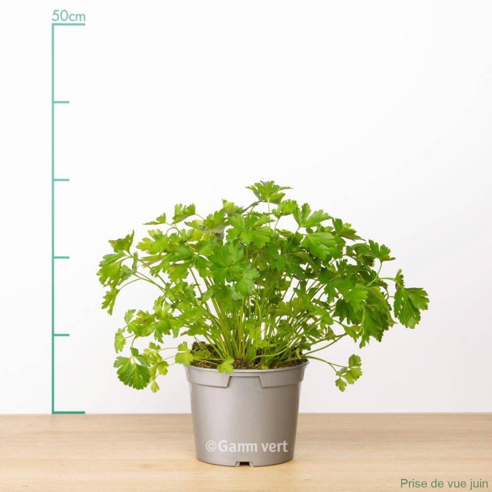 Persil plat - Prêt à consommer - Image 16