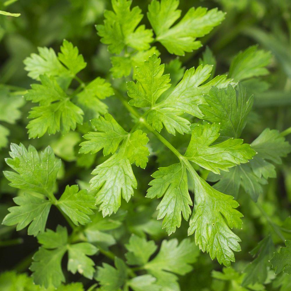 Persil plat - Prêt à consommer - Image 18