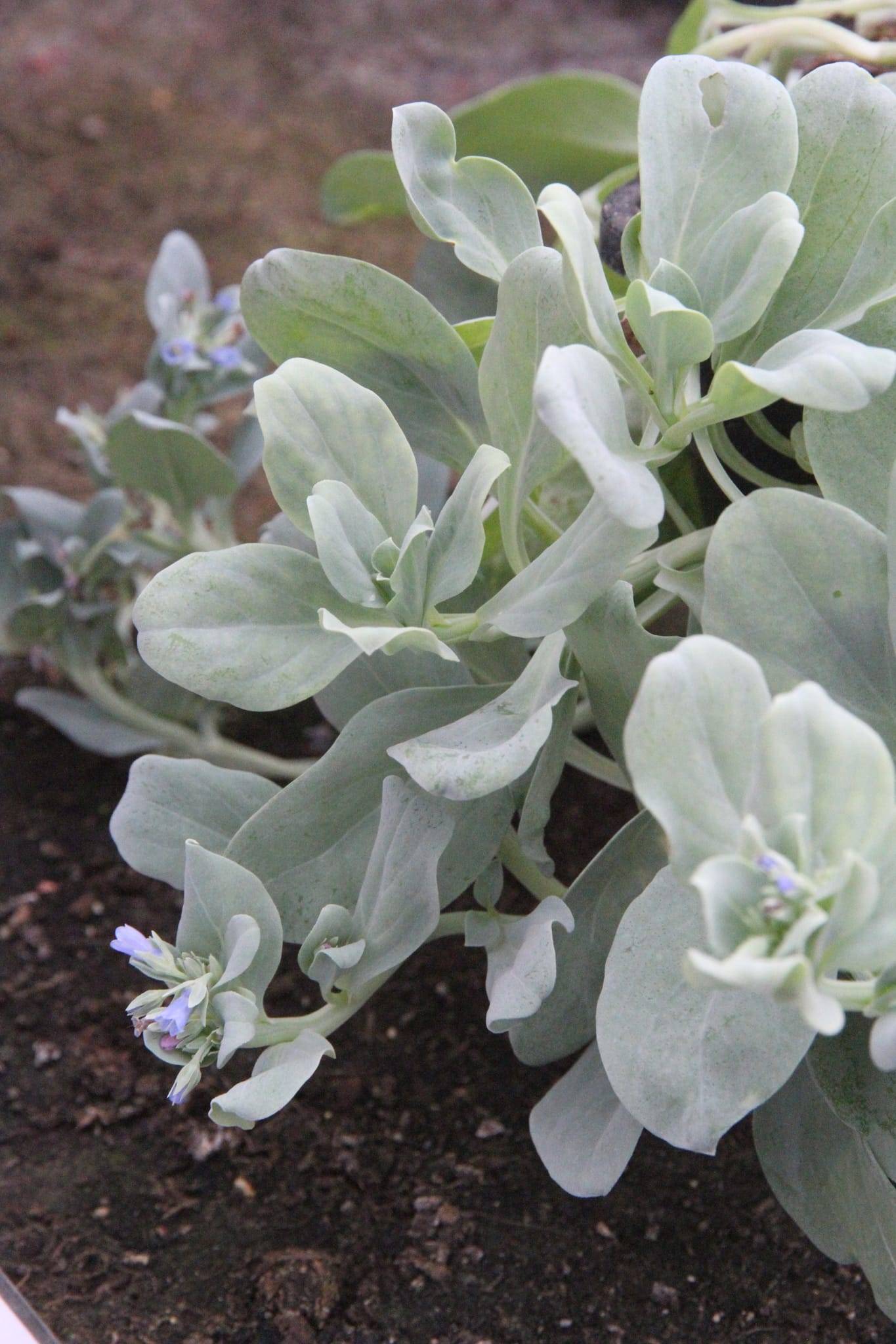 Huitre vegetale - Prêt à consommer - Image 7