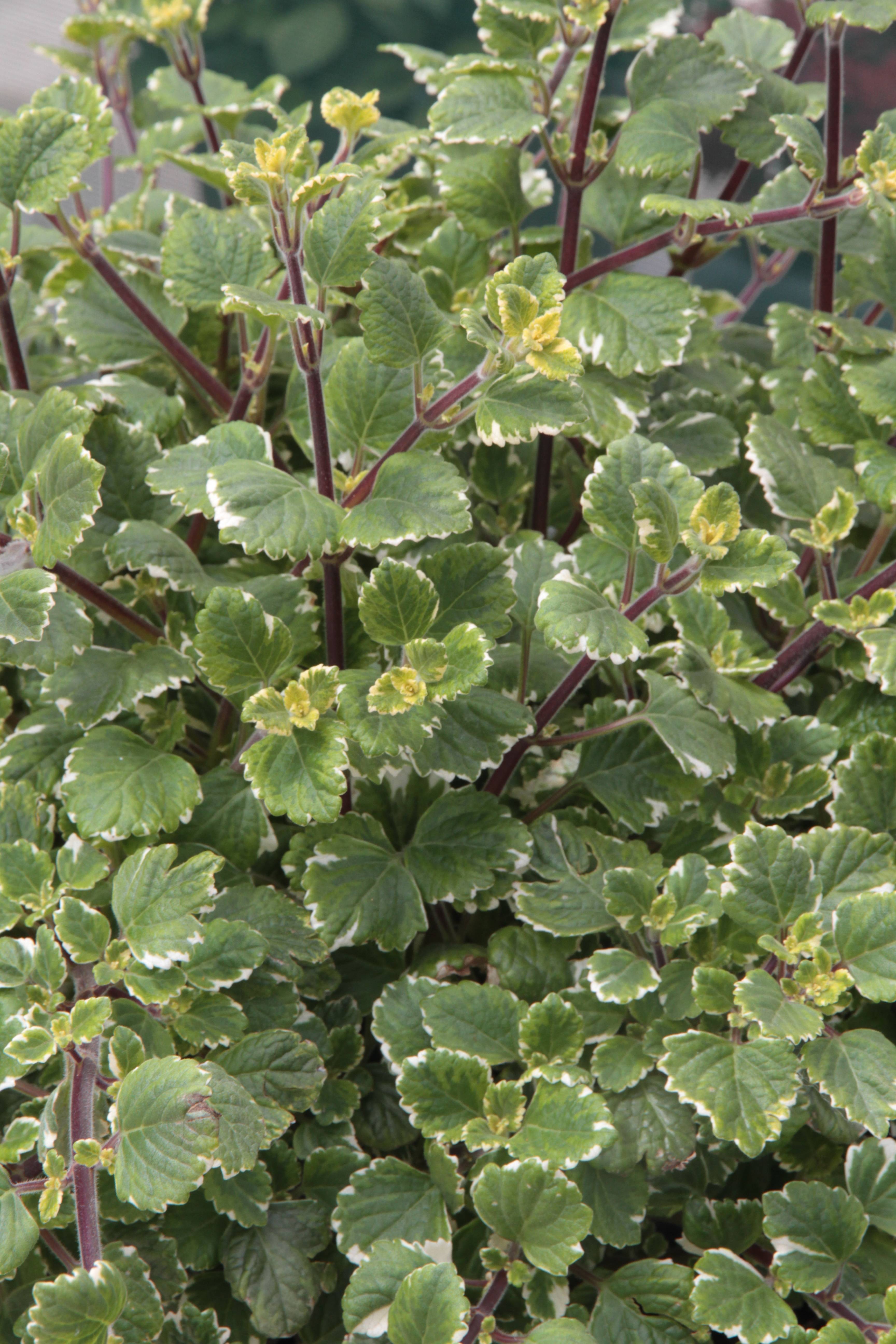 Plectranthus panaché - Imagen 2