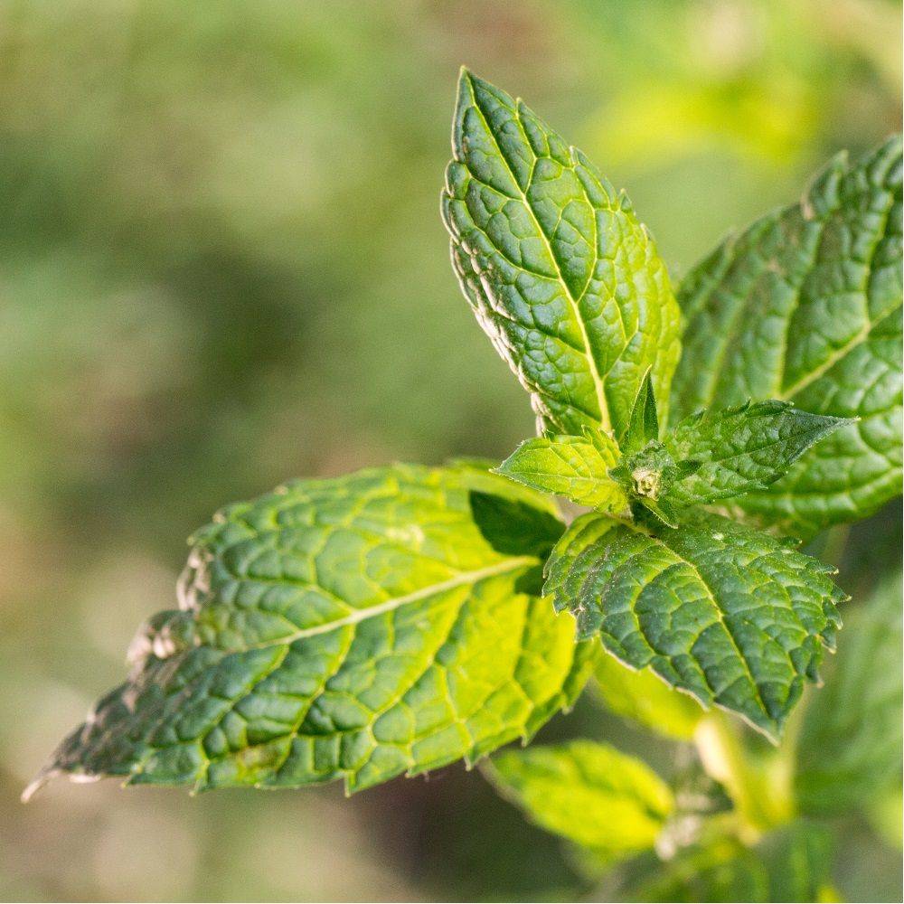 Menthe marocaine - Prêt à consommer - Image 2