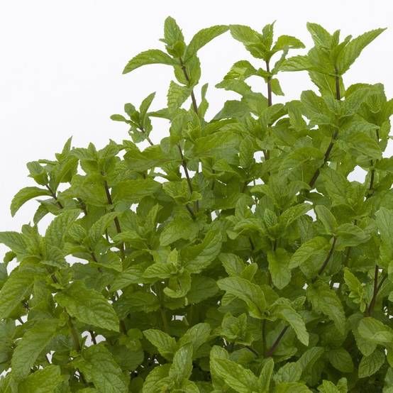 Menthe marocaine - Prêt à consommer - Image 1