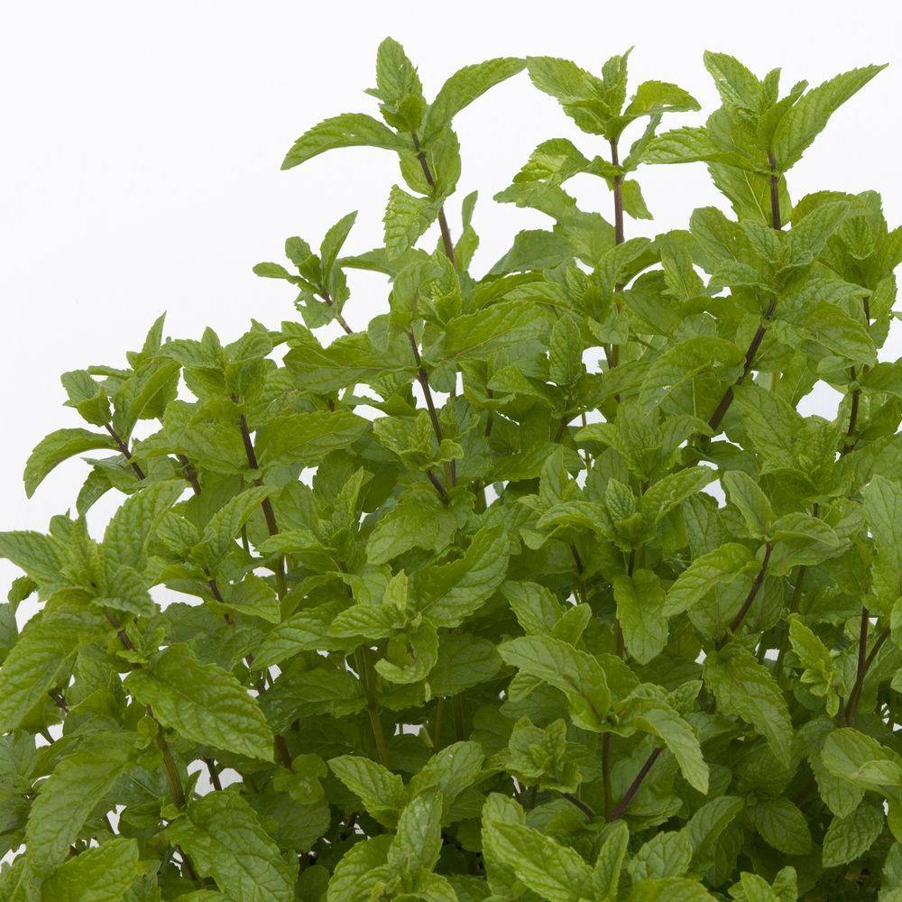Menthe marocaine - Prêt à consommer - Image 1