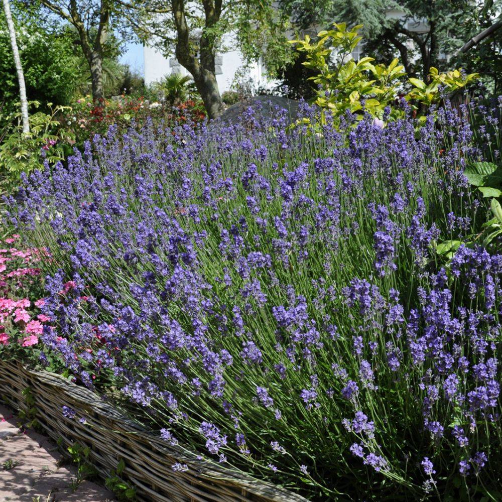 Lavande officinale - Prêt à consommer - Image 4