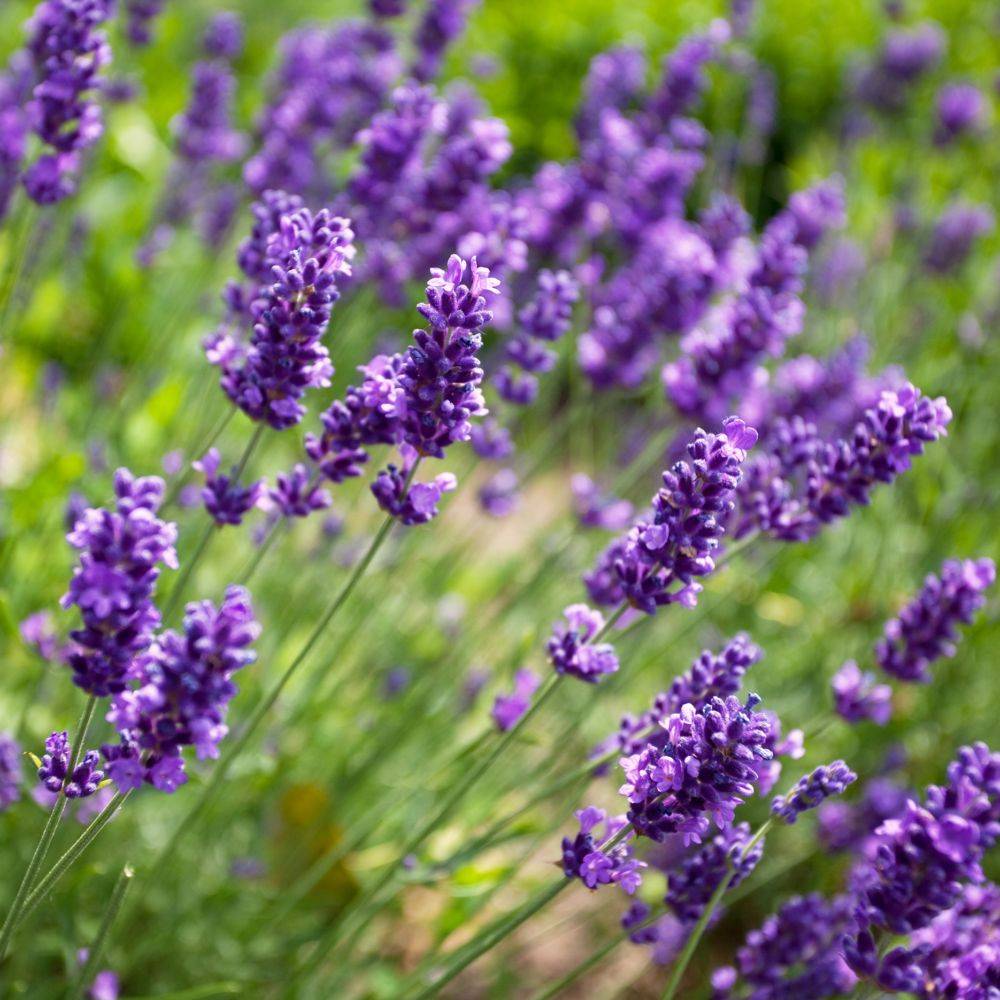 Lavande officinale - Prêt à consommer - Image 10