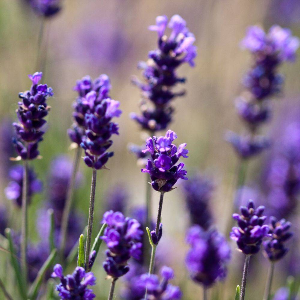 Lavande officinale - Prêt à consommer - Image 9