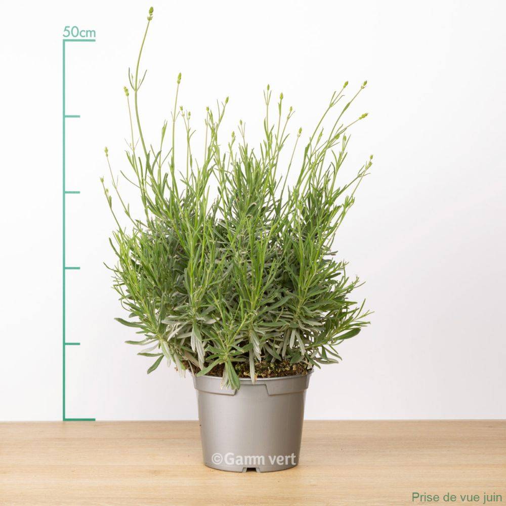 Lavande officinale - Prêt à consommer - Image 8