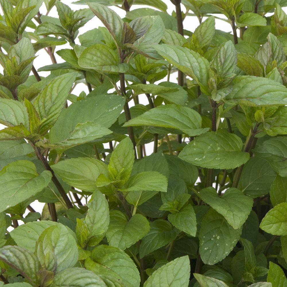 Menthe chocolat - Prêt à consommer