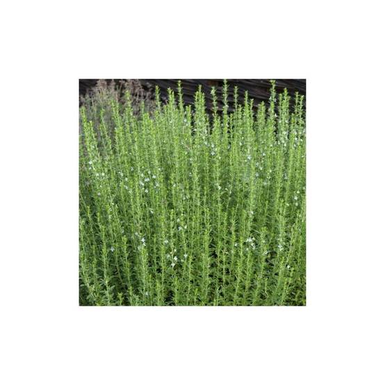 Sarriette des montagnes - Prêt à consommer - Image 7