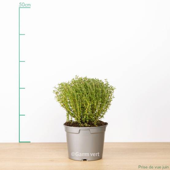 Thym commun - Prêt à consommer - Image 1