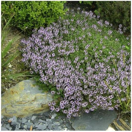 Thym commun - Prêt à consommer - Image 10