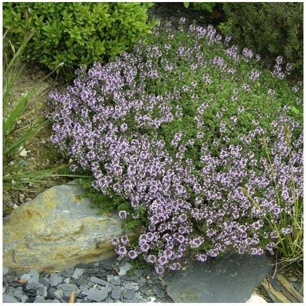 Thym commun - Prêt à consommer - Imagen 10