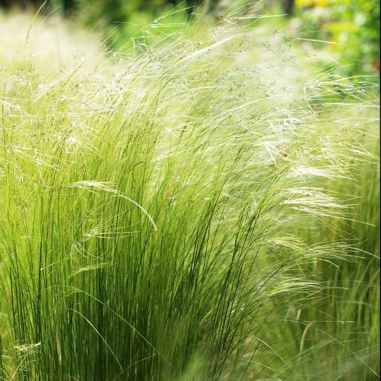 Stipa tenuissima 'Ponytails' - Graminée Cheveux d'ange - Image 1