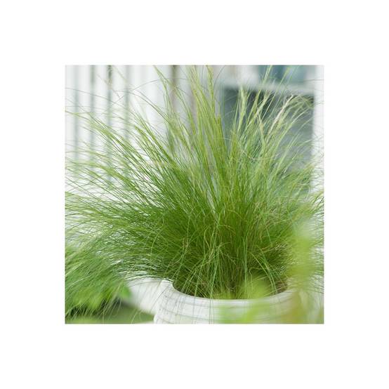 Stipa tenuissima 'Ponytails' - Graminée Cheveux d'ange - Image 6