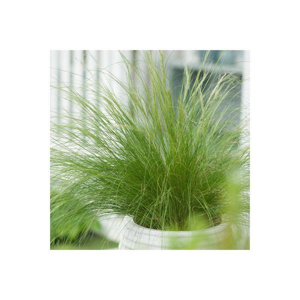 Stipa tenuissima 'Ponytails' - Graminée Cheveux d'ange - Image 6