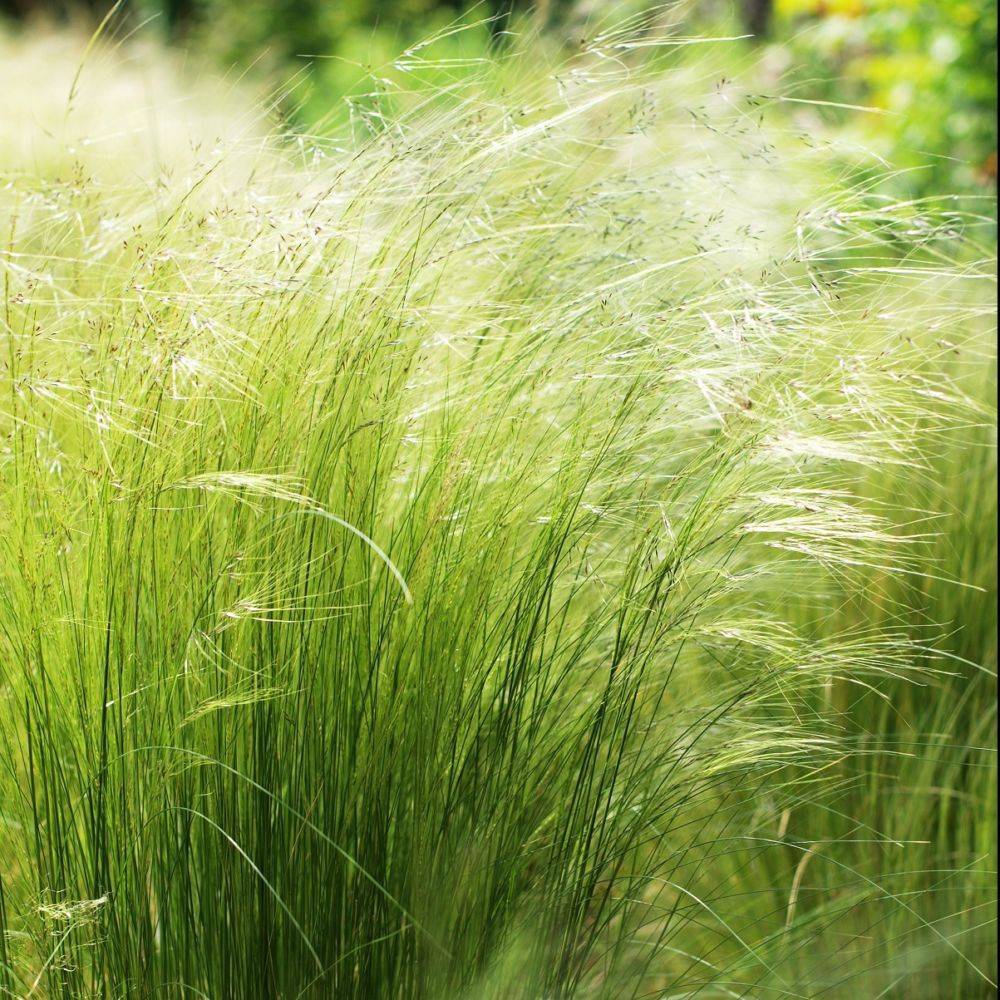 Stipa tenuissima 'Ponytails' - Graminée Cheveux d'ange - Image 12
