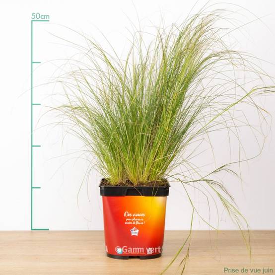 Stipa tenuissima 'Ponytails' - Graminée Cheveux d'ange - Image 7