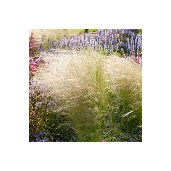Stipa tenuissima 'Ponytails' - Graminée Cheveux d'ange - Image 8