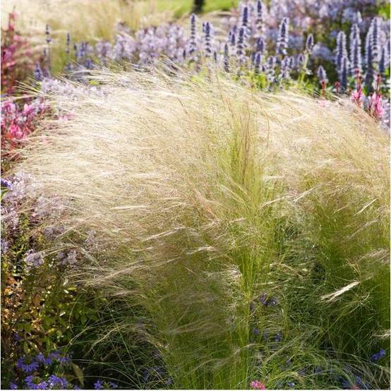 Stipa tenuissima 'Ponytails' - Graminée Cheveux d'ange - Image 14