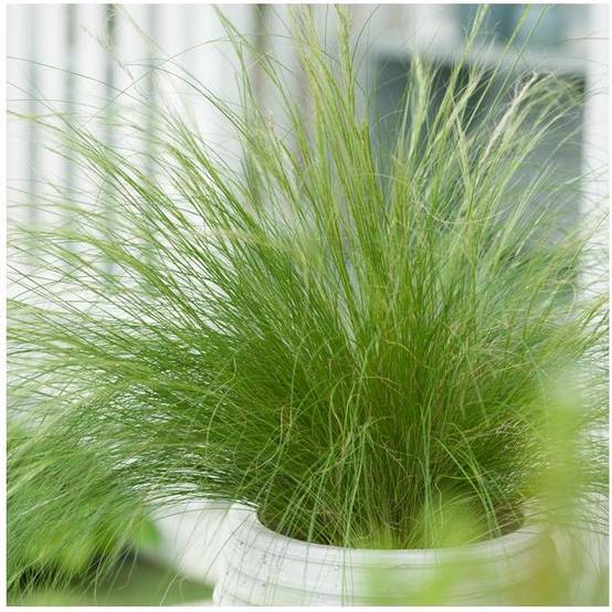 Stipa tenuissima 'Ponytails' - Graminée Cheveux d'ange - Image 18