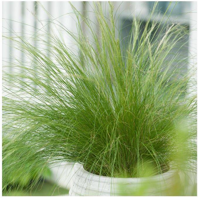 Stipa tenuissima 'Ponytails' - Graminée Cheveux d'ange - Image 18