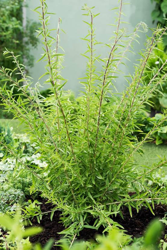 Verveine d'Argentine - Prêt à consommer