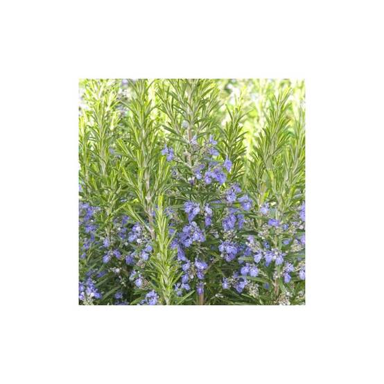 Romarin - Prêt à consommer - Image 1