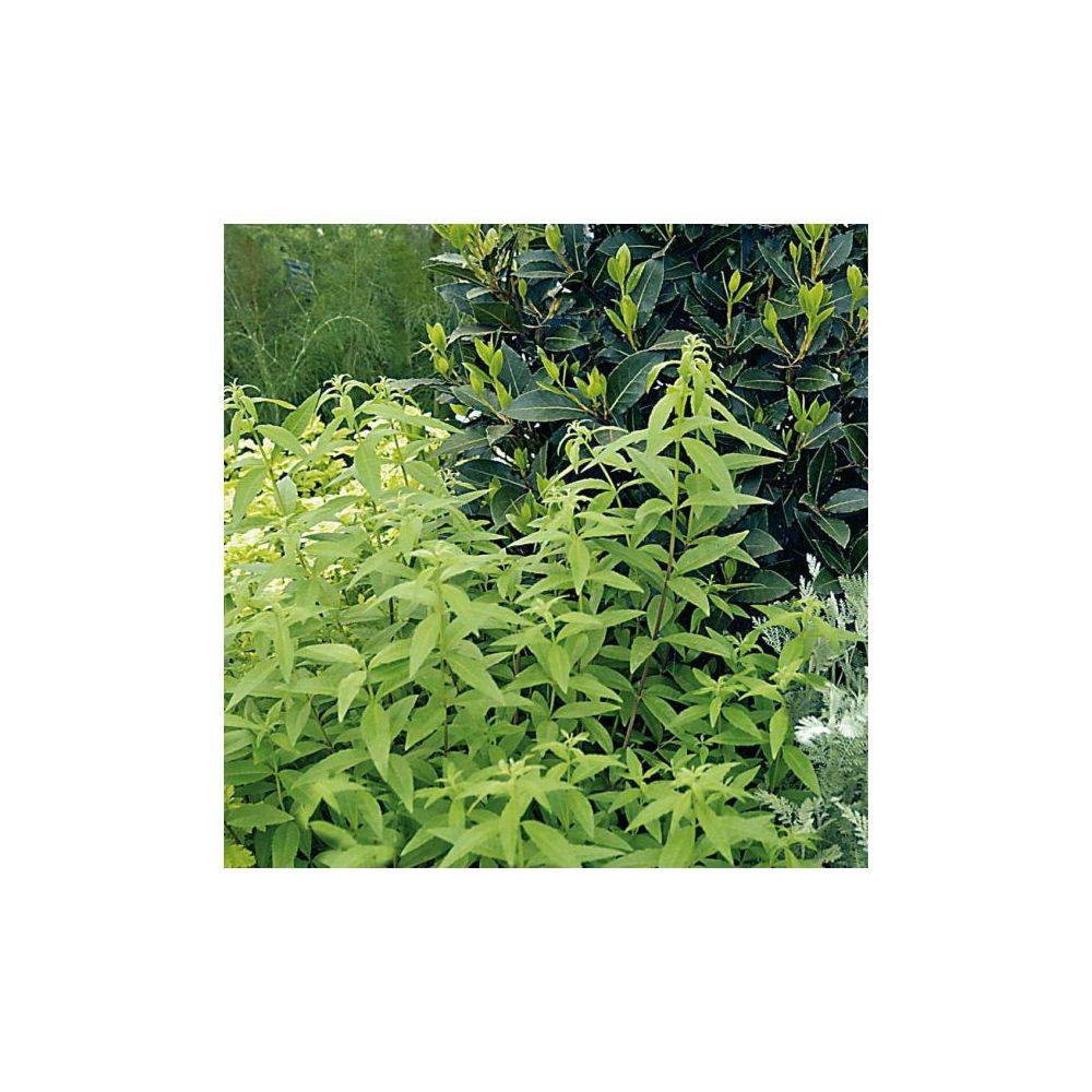 Verveine citronnelle - Prêt à consommer