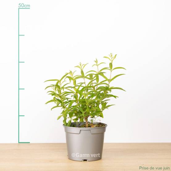 Verveine citronnelle - Prêt à consommer - Image 4